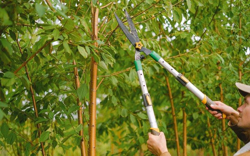 Tree trimming in Osmond, NE